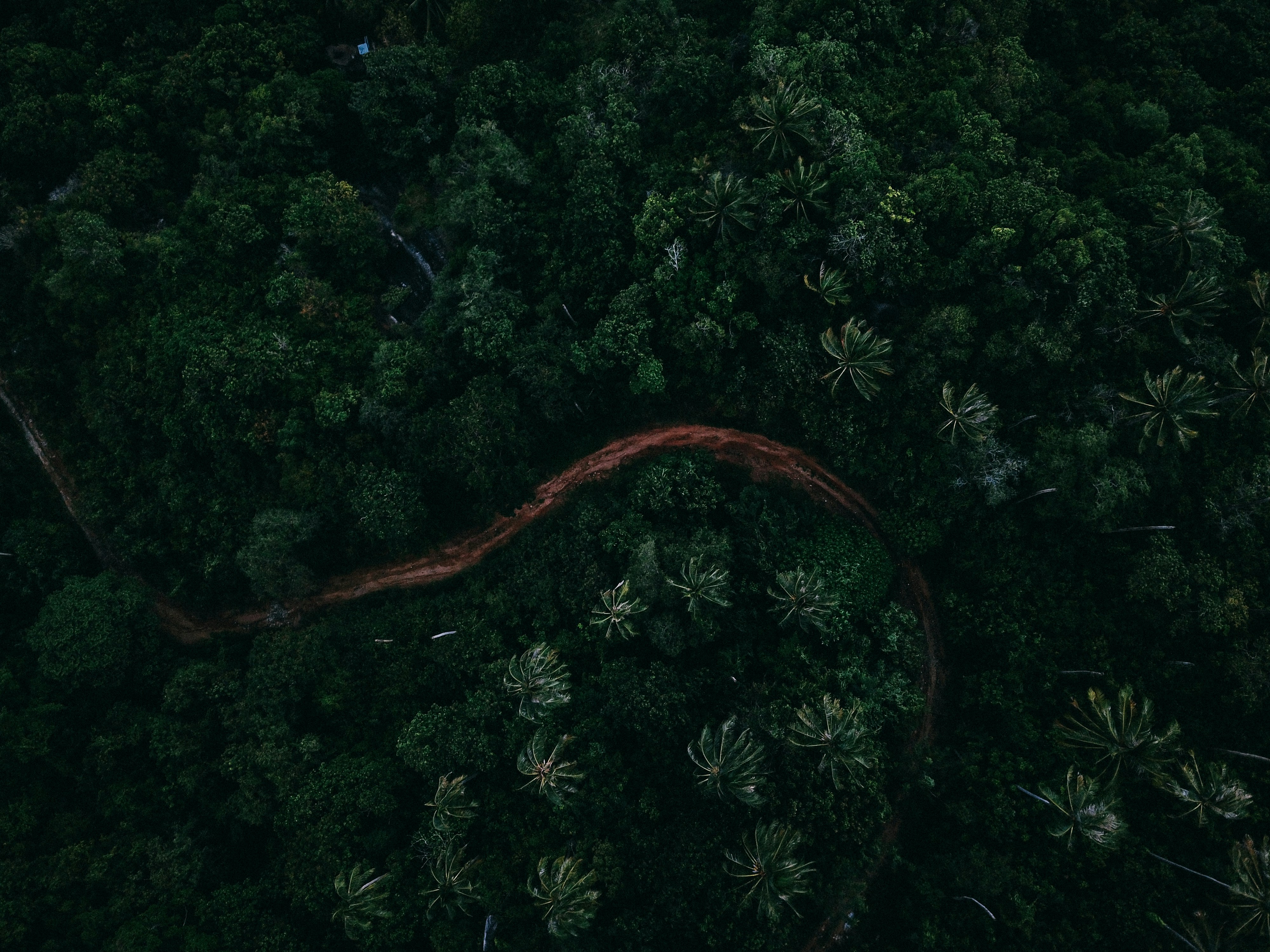 aerial photo of forest